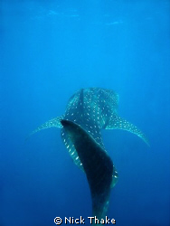 A large whaleshark swimming off ningaloo by Nick Thake 